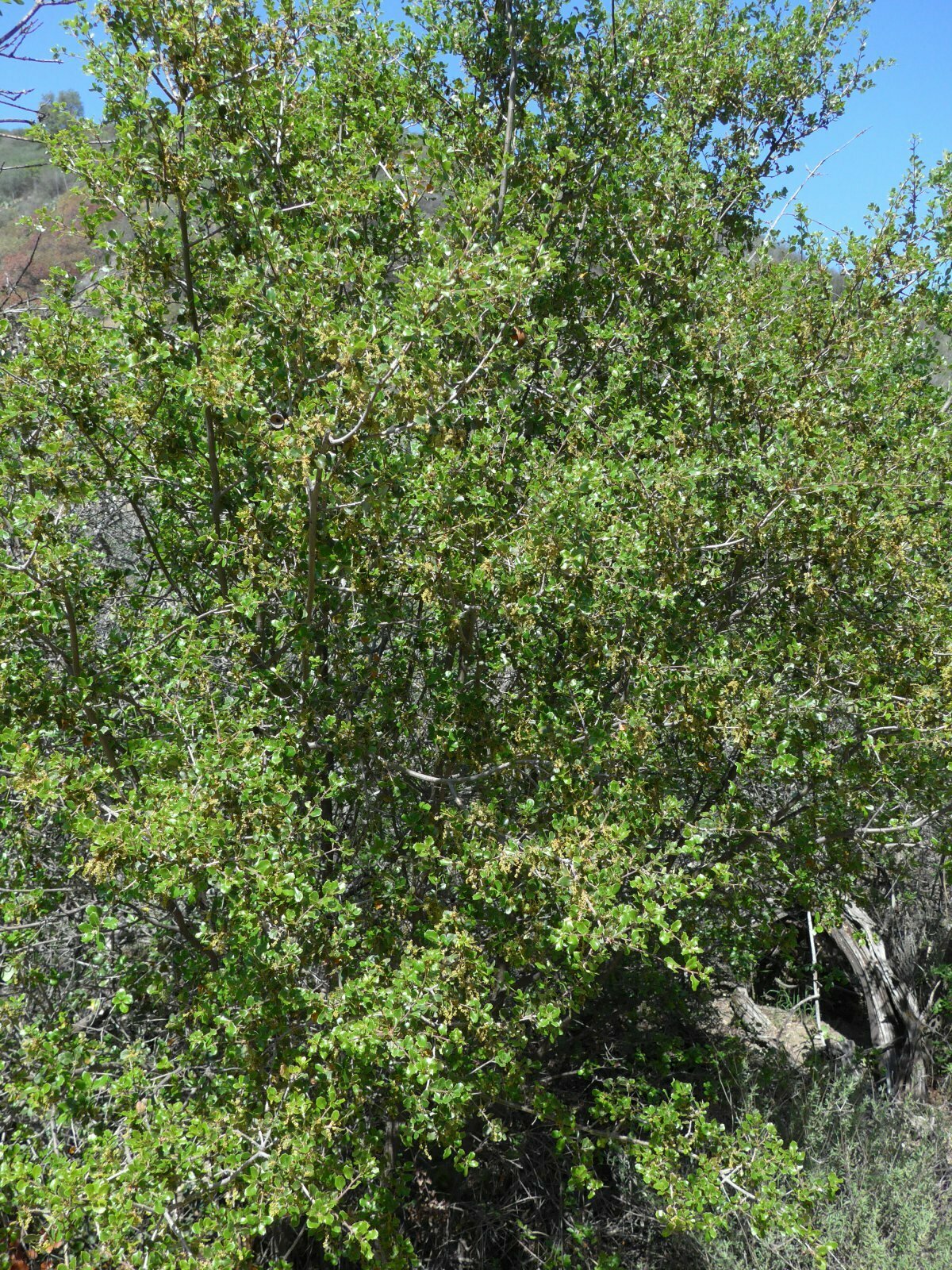High Resolution Quercus berberidifolia Plant